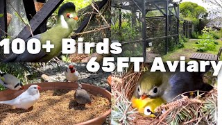 20m Aviary  Bird Breeding Update  Softbills and Finches  S2Ep9  Bird Sounds birds bird [upl. by Zsa Zsa]