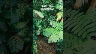 Discover the Daintree Rainforest A Journey Through Time [upl. by Pamelina]