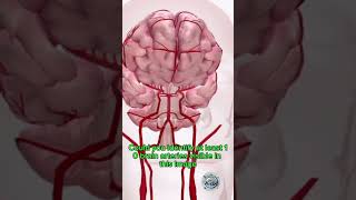 IDENTIFY BRAIN ARTERY IN THIS VIDEO neurology cerebralartery neuroscience anatomy [upl. by Eima]