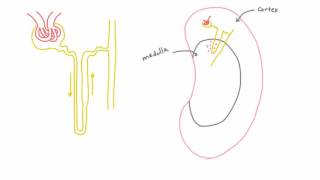 Cortical vs Juxtamedullary Nephrons in the Kidney [upl. by Nim]