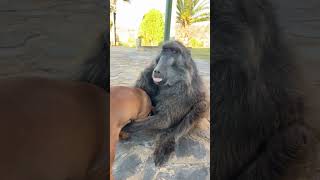 Baboon picks up Puppy MustSee Moment baboon puppy puppylovers funnyanimals cuteanimals [upl. by Cinelli769]