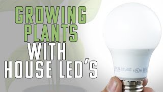 Can You Use Household LED Bulbs As Grow Lights [upl. by Aloeda277]