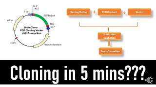 Cloning in 5 mins  TOPO Cloning Technology Review [upl. by Fredia]