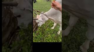 Animal injection trick 🤯 animal injection trick [upl. by Aiker]