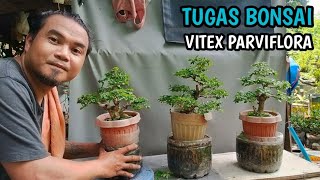 TUGAS VITEX PARVIFLORA BONSAI MAINTENANCETRIM [upl. by Renaxela]