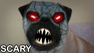 Demon Pug dog scary face [upl. by Ahsemot]