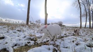 Noisy Siamese Cats explore a New ForestMeadow in Snow amp see Helicopter OffLeash [upl. by Inilam]