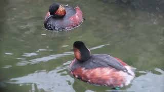 Blacknecked grebe Podiceps nigricollis social behaviour [upl. by Amerak]