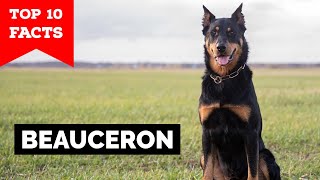 Beauceron  Top 10 Facts [upl. by Alket]