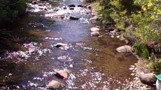 GOLD Placer mining in Dogtown CaliforniaPart 2 httpwwwaskjeffwilliamscom [upl. by Herries]