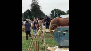 New Centerville Farmers And Thresherman’s Jubilee 2022 Horse Powered Wheat Threshing [upl. by Booma]