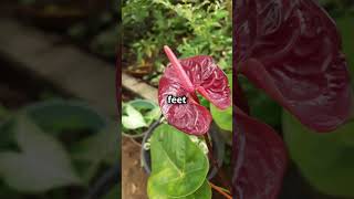 Meet the Rafflesia top5 shorts shortvideo shocking facts rafflesia dangerous flower [upl. by Nealah775]