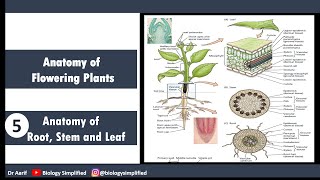 NCERT 11  Anatomy of flowering plants  Anatomy  Biology Simplified  Dr Aarif [upl. by Ybhsa815]