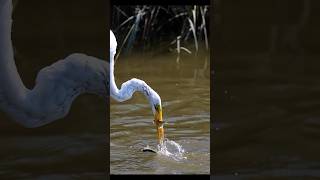 Egret catches 2 fish🐟 1 narrowly escapes  shorts birds wildlife fishing canonr5ii egrets [upl. by Eneg]