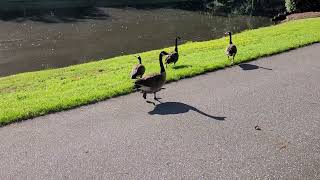 Geese at Broyhill Walking Park [upl. by Edylc]