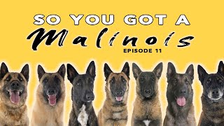 So You Got a Belgian Malinois  Episode 11  Dog Training Tips and Advice [upl. by Ania]