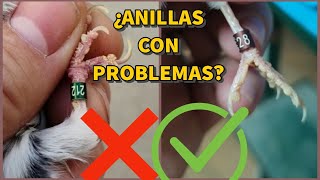 PROBLEMAS CON EL ANILLADO DE NUESTROS PÁJAROS [upl. by Takara]