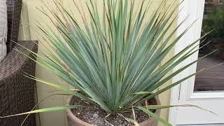 Yucca Rostrata [upl. by Aniaz]