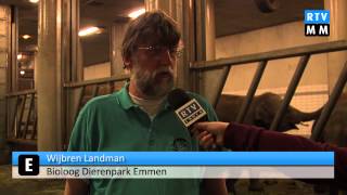 RTV Emmen  Babyboom Dierenpark Emmen [upl. by Mcleod176]