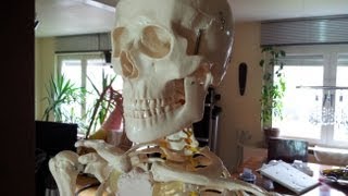 Vorstellung eines menschlichen Skeletts als Anatomie Lehrmodell für 7795 Euro auf Ebay [upl. by Eerac774]