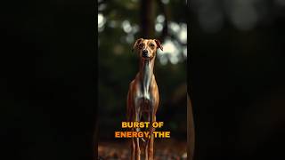 Meet the Whippet fastdog racingdog [upl. by Hersch]