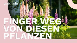 Diese Pflanzen zerstören deinen Garten [upl. by Llennol]