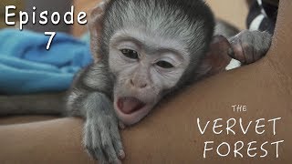 Adorable Orphaned Baby Vervet Monkeys Peggy amp Joli Meet Their New Foster Monkey Moms  Ep 7 [upl. by Anigriv75]