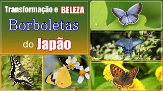 Transformação e beleza  Borboletas do Japão [upl. by Olegnad]