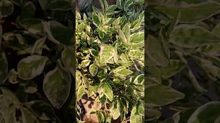 Pedilanthus plantsdevil backbone plant shortsvideo viralshort nature lover gardening [upl. by Nahraf]