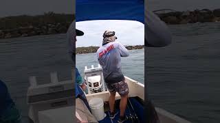 Breakwall Jewfish bites twice jewfish fishing fishingvideo fishinglife fishingtips mulloway [upl. by Susi123]