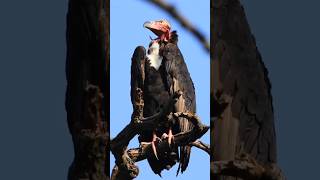 Griffon Vulture or gidh viralshorts shorts islamicvideo trandingtoday NiceTvOfficial [upl. by Lemraj258]