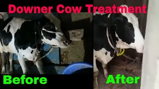 Downer Cow  Complete Recovery  POTASSIUM CHLORIDE [upl. by Atiloj]