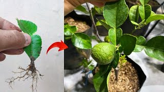 Tehnique skills Growing a kaffir limes tree from kaffir lime leaves in pot [upl. by Hgielar]