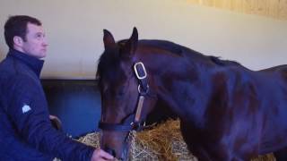 Haras de Bouquetot  Shalaa  Route des Étalons 2017 [upl. by Nancy197]