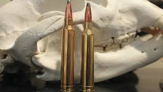 7mm Rem Mag vs 300 Win Mag Ultimate Showdown [upl. by Nets778]