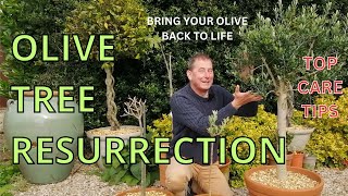 Olive Tree Care  OLIVE TREE RESURRECTION  Top Olive Tree Care Tips [upl. by Drahser969]