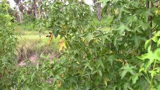 Liquidambar styraciflua Sweetgum [upl. by Court]