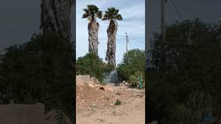 See the twin palm trees standing like tall towers [upl. by Merc456]