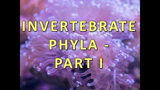 Invertebrate Phyla  Part I [upl. by Ybur]