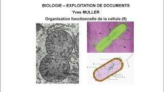 9 Origine évolutive de la mitochondrie  Thème  Organisation fonctionnelle de la cellule [upl. by Nee]