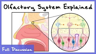 Olfactory System Explained Combinatorial Processing Transduction Cortex  Full Discussion [upl. by Eeresed309]