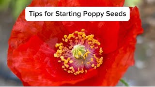 Tips for Starting Poppy Seeds Especially For Warm Climate Gardeners [upl. by Tichonn246]