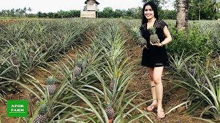 PINEAPPLE PLANTATION IN CARMEN BOHOL PHILIPPINES  APOR FARM [upl. by Erdnaxela261]