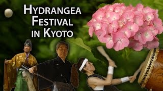 Kyoto Festival Hydrangea Celebration at Fujinomori Shrine Ajisai Matsuri [upl. by Aihsaei]