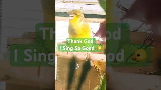 Gloster Canary Singing for the first time in a while 😄canarybirdsinging yt singingbirds shorts [upl. by Eniloj796]