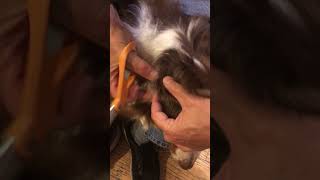 How To Remove knotted hair around a dogs neck [upl. by Griffie]