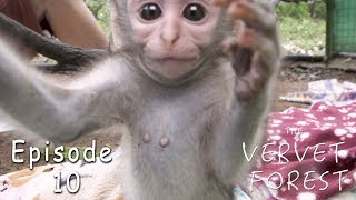 Nervous Orphan Baby Monkeys Meet Monkey Foster Family  Ep 10 [upl. by Anibas]