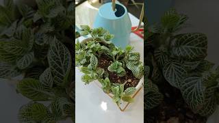 lets propagate fittonia quotnerve plantquot propagation summergarden indoorplants [upl. by Reyem727]