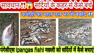 सर्दियों में मछली पालन में बीमारियों से कैसे बचे  best fish fungus treatment fish fishdisease [upl. by Minerva191]