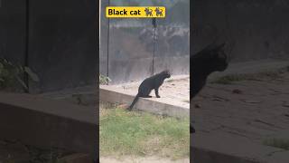 Black cat 🐈‍⬛🐈‍⬛ youtubeshorts blackcat shorts [upl. by Lewak]